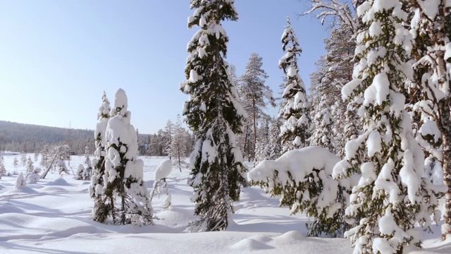 Sunny windless winter day. Trees covered with a thick layer of snow. Frozen lake in the background. Panorama