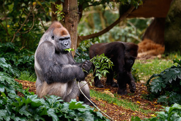 Gorillas Feeding in the Jungle