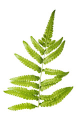 green leaf isolated on white background