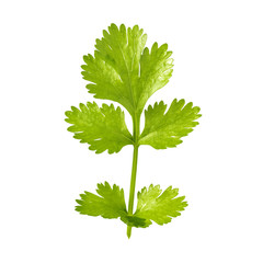 green parsley leaf isolated on white background