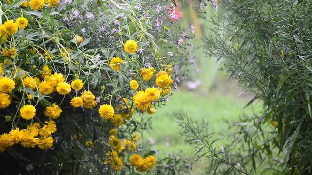 Flowers in garden during the rain