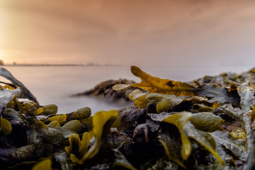 Seaweed and stones