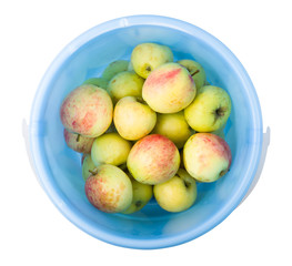 Apples garden isolated