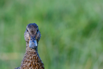 Mallard close up headshot