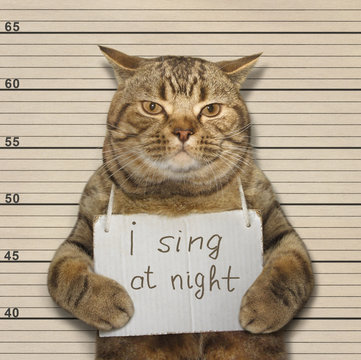 A cat often sings at night. It's songs keep people awake. It was arrested for this.