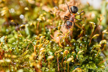 ant closeup cladonia red water