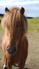 Long-haired icelandic horse