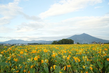 筑波山とひまわり畑