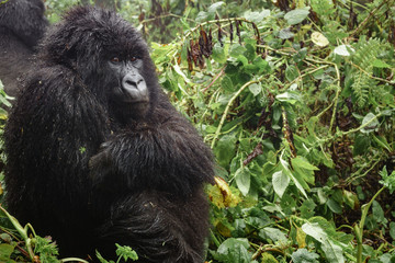 Obraz premium Female mountain gorilla thinking in the forest, closeup