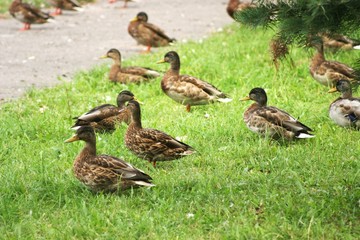 Ducks on the river bank 8