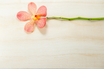 rose pink orchid with wooden background