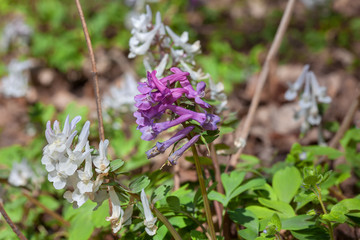 white and violet flowers