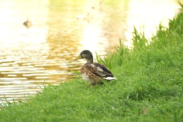 Ducks on the river bank