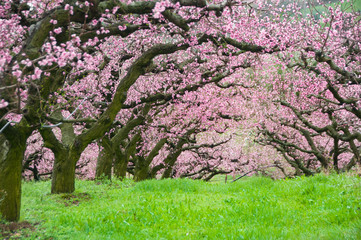 Trees in spring blossom