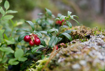 Cowberry (Vaccinium vitis-idaea) growing in woods, Finland