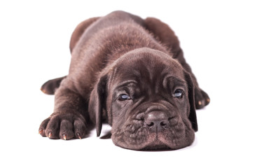 Sleeping young puppie italian mastiff cane corso (1 month) lying
