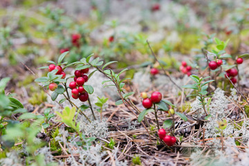 Cowberry (Vaccinium vitis-idaea) growing in woods, Finland