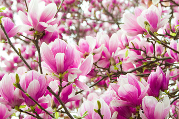 Magnolia tree with flowers
