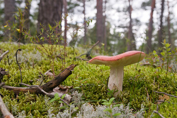 Russula mushroom growing in the forest in Finland.
