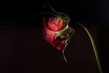 Fototapeta premium Wilted rose. faded flower on black background