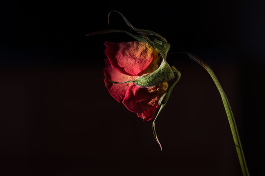 Fototapeta Wilted rose. faded flower on black background