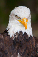 Haliaeetus leucocephalus - bald eagle head