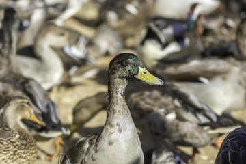 Standing out from the crowd - Mallard duck