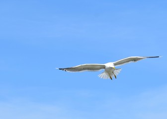 WHITE SEAGULL FLYING IN BLUE SKY TARGETING A PREY IN THE WATER