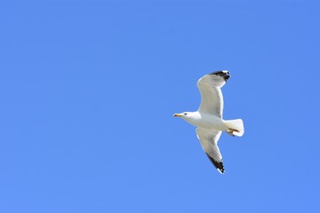 IN FLIGHT PHOTO OF WHITE SEAGULL IN BLUE SKY