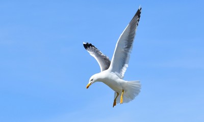 WHITE SEAGULL FLYING IN BLUE SKY PREPARING TO DIVE ON TARGET