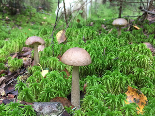 boletus grow in forest