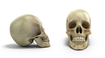 collection of Human skull on isolated white background 3d render