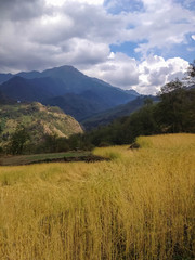 Fototapeta premium Rice field from Tatopani to Ghorepani, Poon hill and Annapurna trek