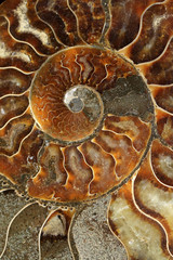 Ammonites are extinct subclass of cuttlefish