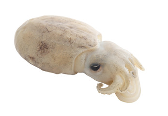 Fototapeta premium Raw squid isolated on white background