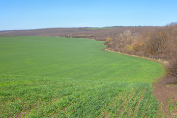 corn field in the spring