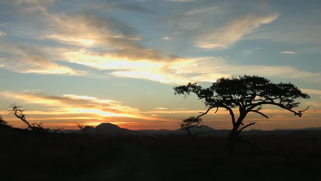 Tree and far horizon of veld silhouetted against African sunset.