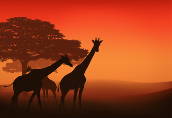 african giraffes at sunset savannah  - wild nature landscape