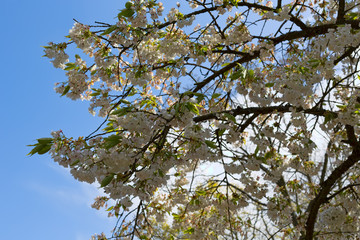 Cherry blossom against blue sky