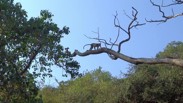 Monkey jumping on the tree