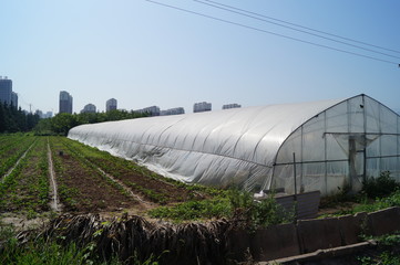 Greenhouse Weinan, China