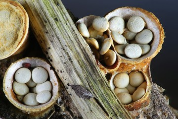 Bird's-nest fungi, Crucibulum laeve
