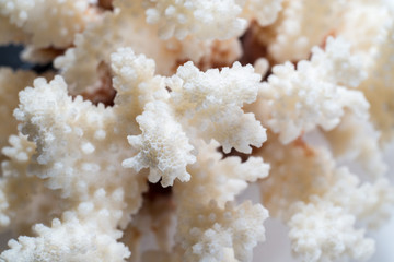 Fototapeta premium coral