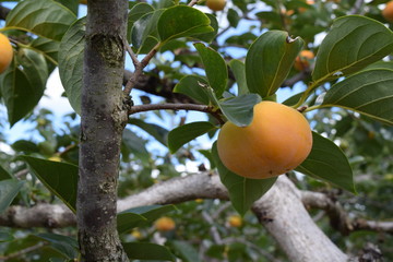 色づいてきた柿