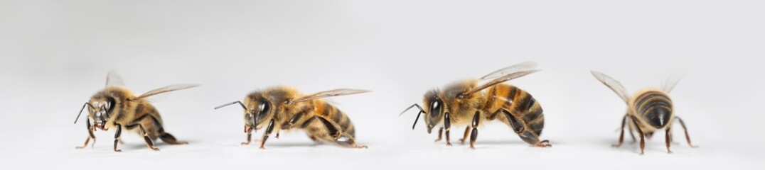 Fototapeta abeille obraz
