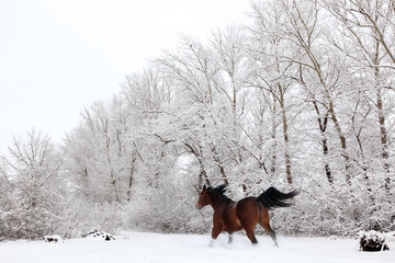 Quarter horse gelding running in sunlight in new fallen snow