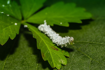 Weiße Käferlarve krabbelt über Blatt © nounours1
