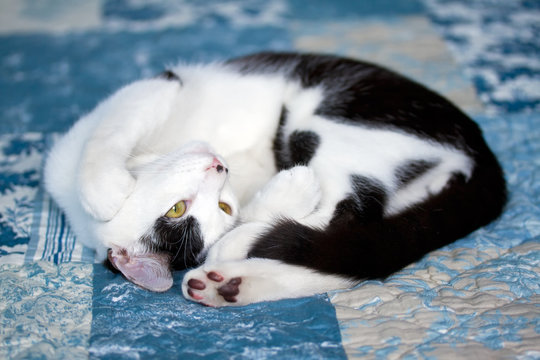 Playful Domestic Cat Laying On Side