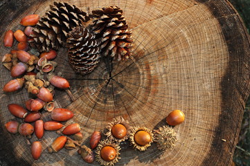 切り株の上のドングリとマツカサ