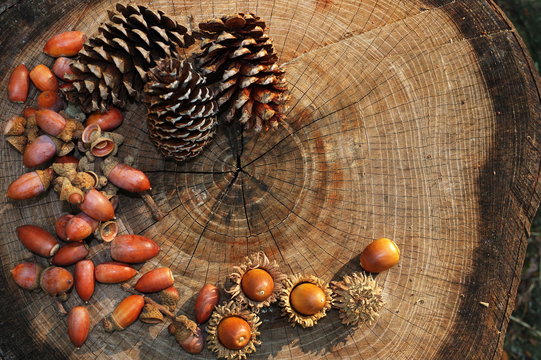 切り株の上のドングリとマツカサ